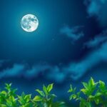 Serene night sky with a glowing first quarter moon and lush greenery, symbolizing energy and clarity for career goals.