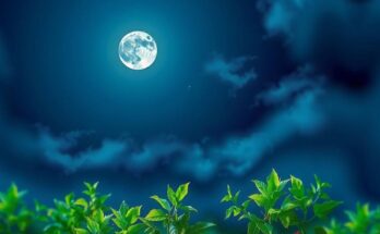 Serene night sky with a glowing first quarter moon and lush greenery, symbolizing energy and clarity for career goals.